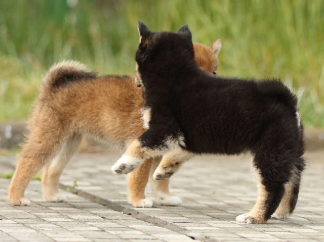 FP5A2487-puppy FP5A2487-puppy