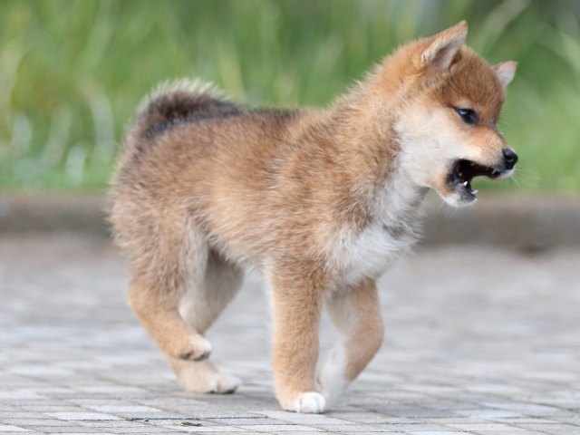 FP5A2499-puppy FP5A2499-puppy