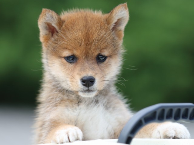 FP5A2666-puppy FP5A2666-puppy