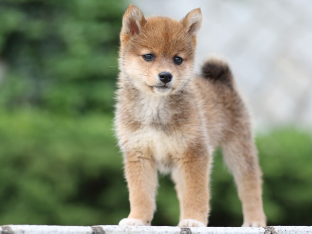 FP5A2856-puppy FP5A2856-puppy