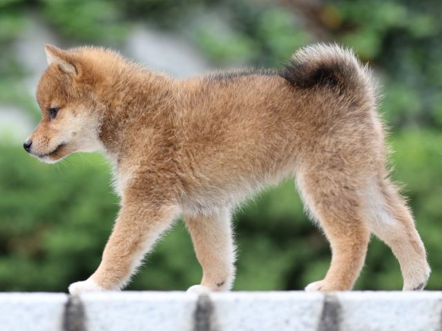 FP5A2866-puppy FP5A2866-puppy
