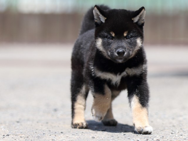 FP5A2915-puppy FP5A2915-puppy