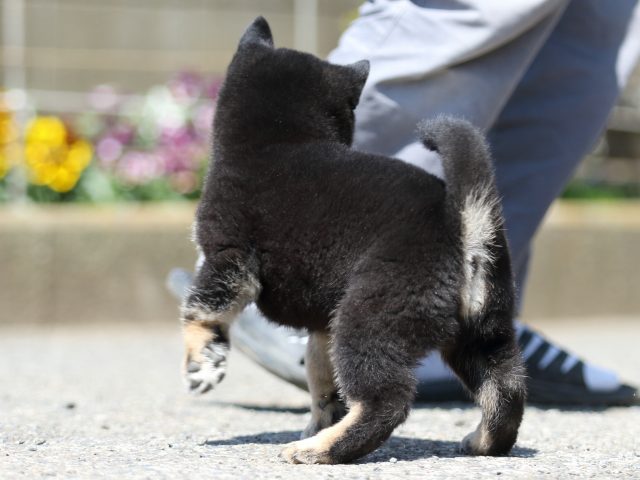 FP5A3014-puppy FP5A3014-puppy