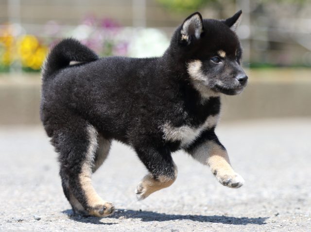 FP5A3066-puppy FP5A3066-puppy