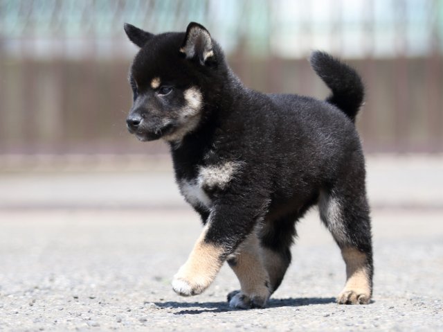 FP5A3089-puppy FP5A3089-puppy