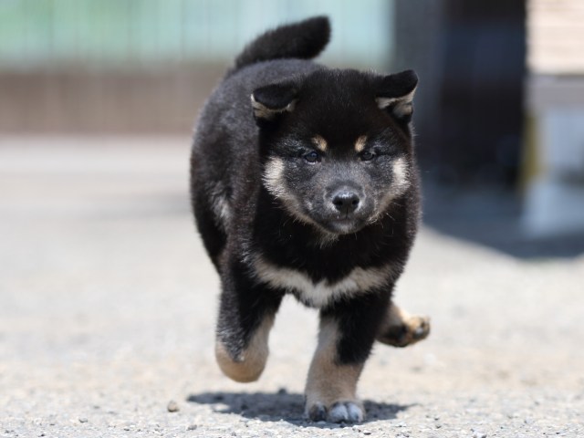 FP5A3103-puppy FP5A3103-puppy
