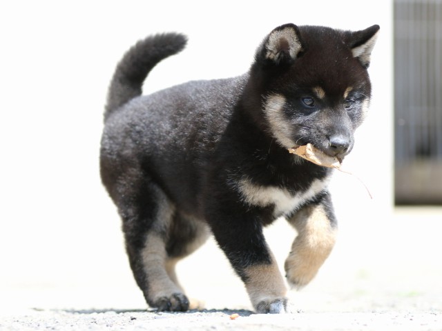 FP5A3270-puppy FP5A3270-puppy