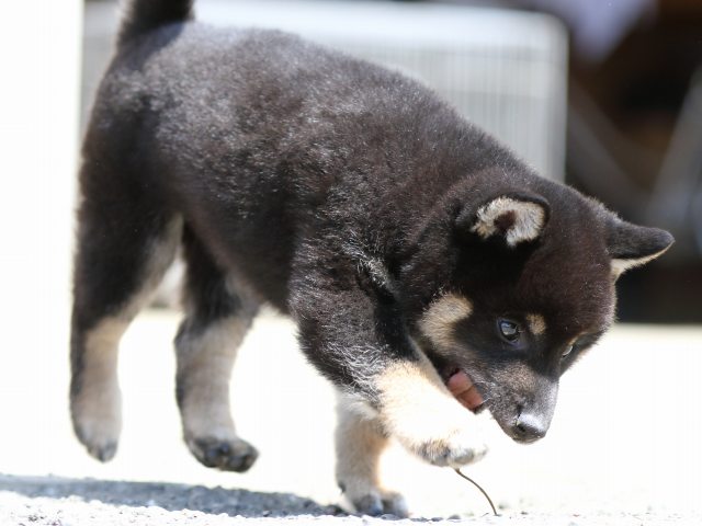 FP5A3275-puppy FP5A3275-puppy