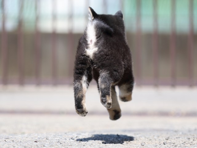 FP5A3342-puppy FP5A3342-puppy