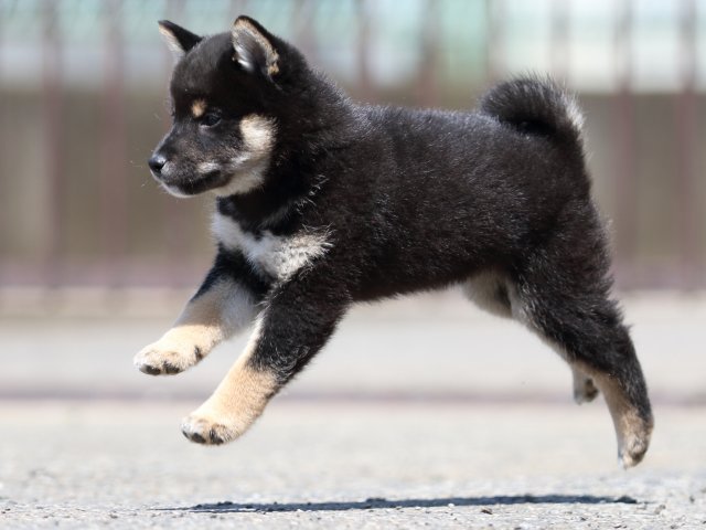 FP5A3348-puppy FP5A3348-puppy