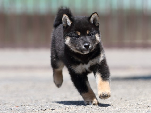 FP5A3449-puppy FP5A3449-puppy