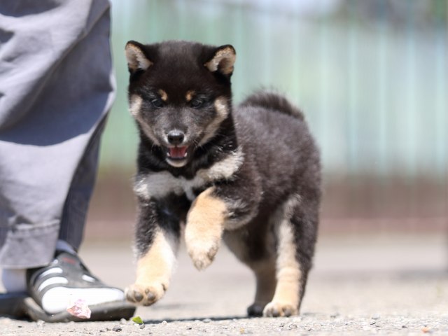 FP5A3543-puppy FP5A3543-puppy