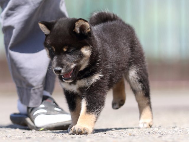 FP5A3544-puppy FP5A3544-puppy