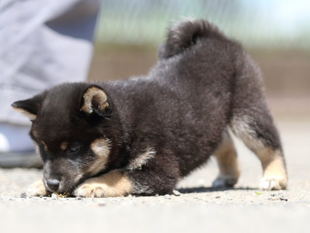 FP5A3550-puppy FP5A3550-puppy