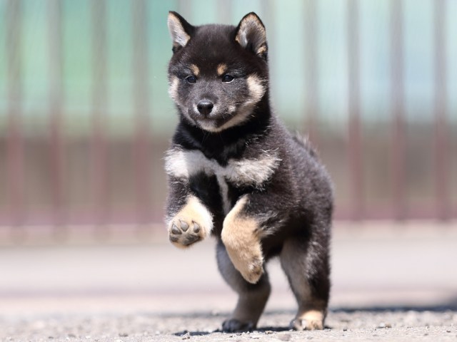 FP5A3582-puppy FP5A3582-puppy