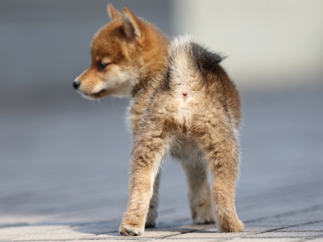 FP5A4773-puppy FP5A4773-puppy