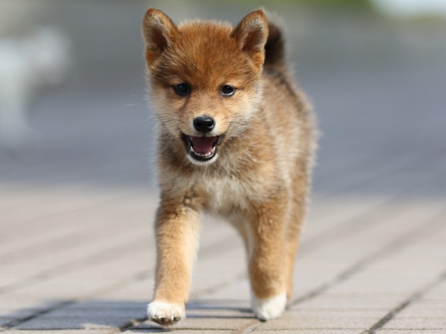 FP5A4822-puppy FP5A4822-puppy