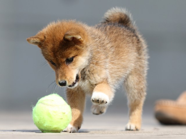FP5A4867-puppy FP5A4867-puppy