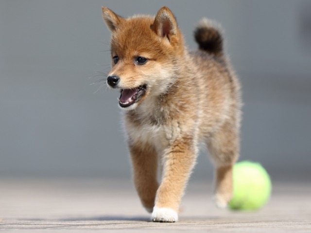FP5A4870-puppy FP5A4870-puppy
