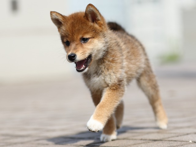 FP5A4938-puppy FP5A4938-puppy