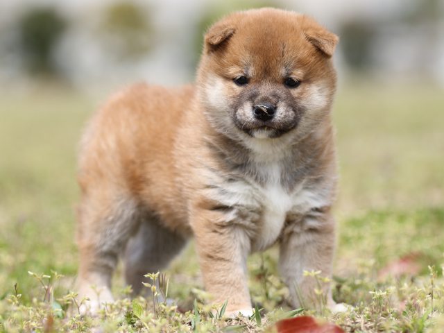 FP5A5295-puppy FP5A5295-puppy