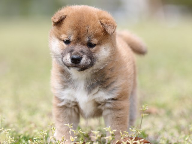 FP5A5334-puppy FP5A5334-puppy