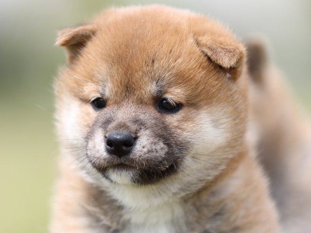 FP5A5412-puppy FP5A5412-puppy