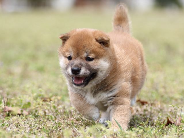 FP5A5416-puppy FP5A5416-puppy
