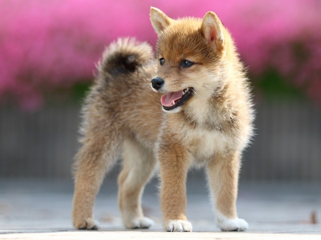 FP5A5419-puppy FP5A5419-puppy