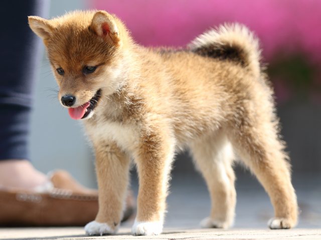 FP5A5427-puppy FP5A5427-puppy