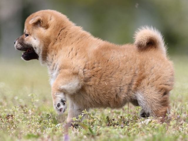 FP5A5445-puppy FP5A5445-puppy