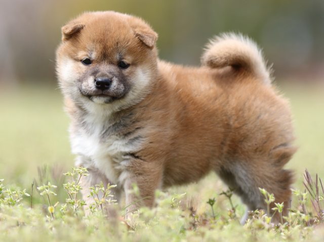 FP5A5465-puppy FP5A5465-puppy