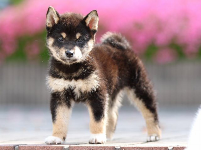 FP5A5470-puppy FP5A5470-puppy
