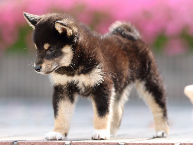 FP5A5482-puppy FP5A5482-puppy
