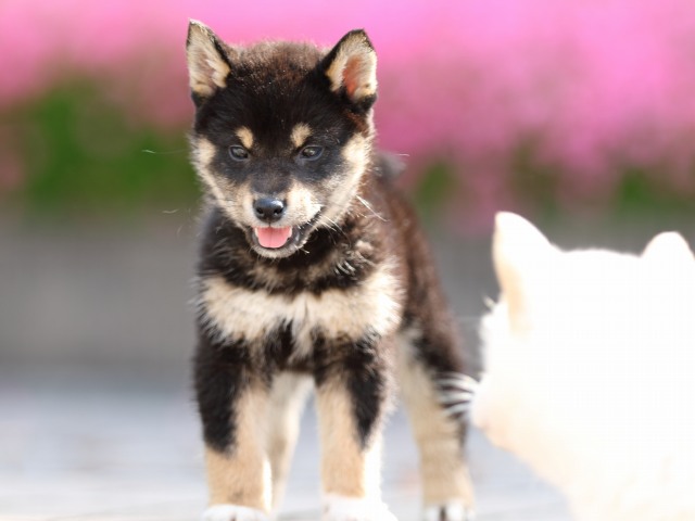 FP5A5484-puppy FP5A5484-puppy