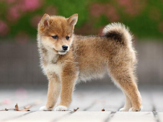 FP5A5491-puppy FP5A5491-puppy
