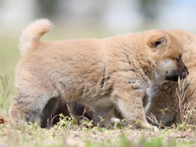 FP5A5500-puppy FP5A5500-puppy