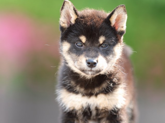 FP5A5515-puppy FP5A5515-puppy