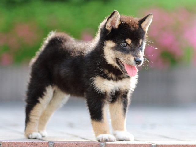 FP5A5545-puppy FP5A5545-puppy