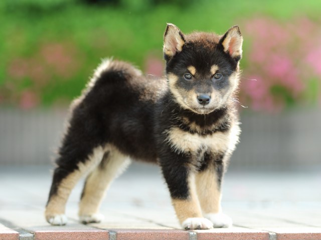 FP5A5550-puppy FP5A5550-puppy