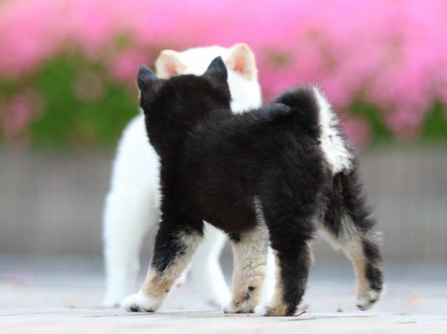 FP5A5566-puppy FP5A5566-puppy