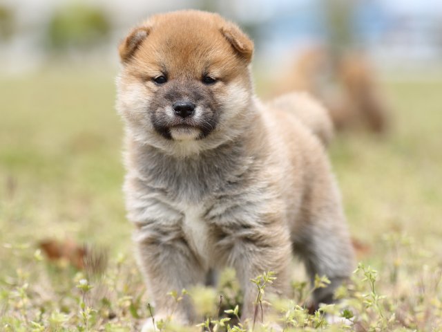 FP5A5575-puppy FP5A5575-puppy