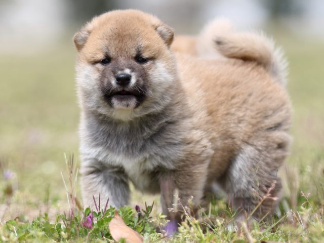 FP5A5594-puppy FP5A5594-puppy