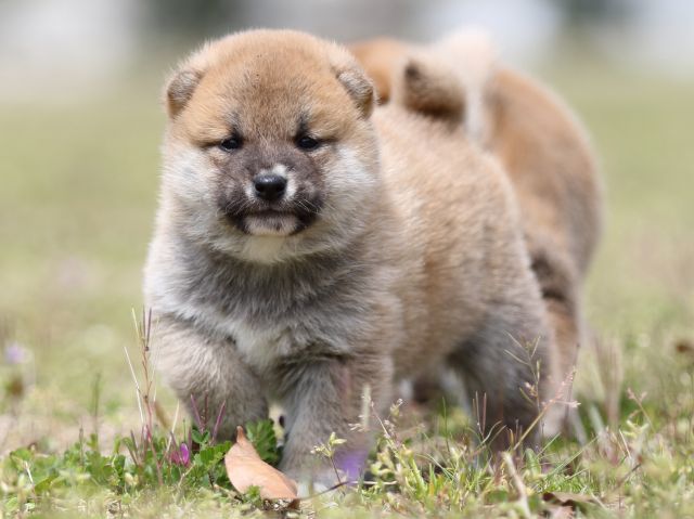 FP5A5595-puppy FP5A5595-puppy
