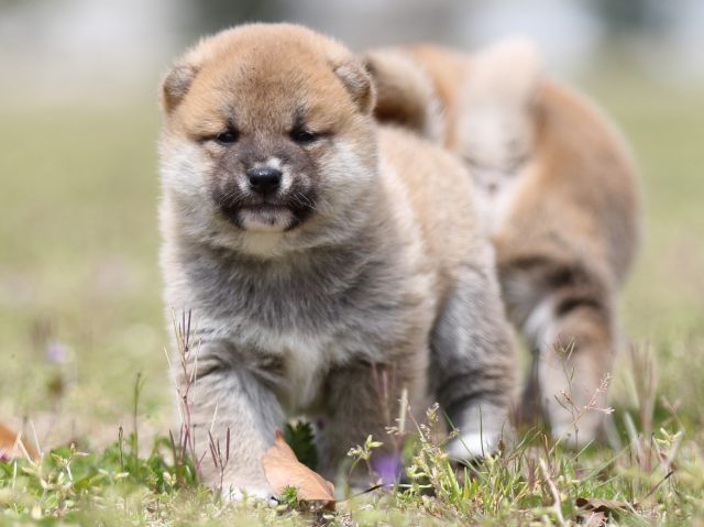 FP5A5597-puppy FP5A5597-puppy
