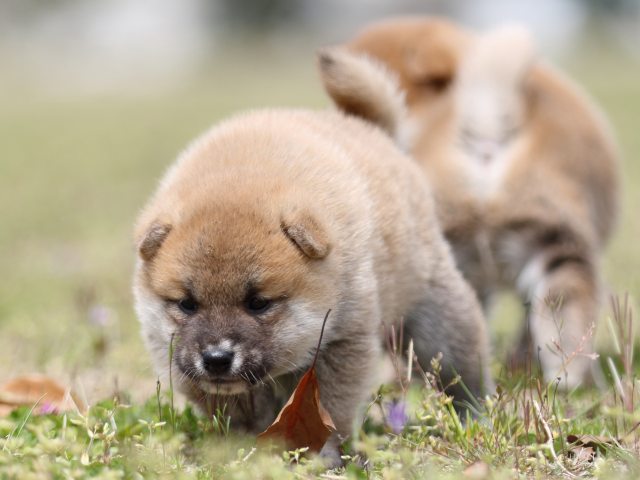 FP5A5600-puppy FP5A5600-puppy