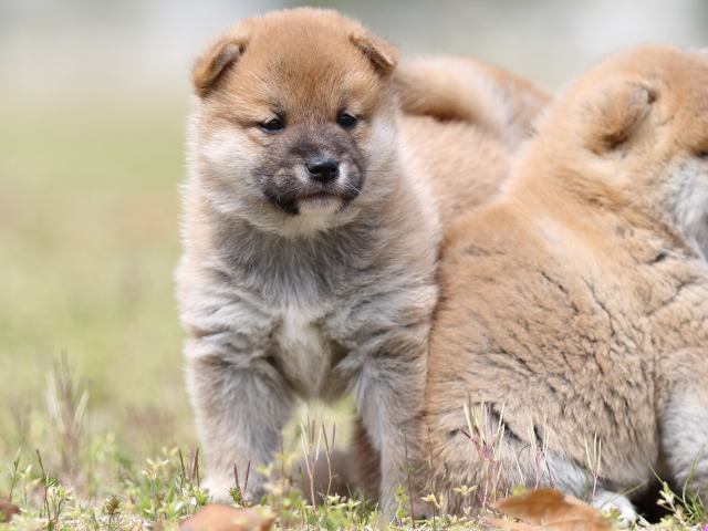 FP5A5631-puppy FP5A5631-puppy