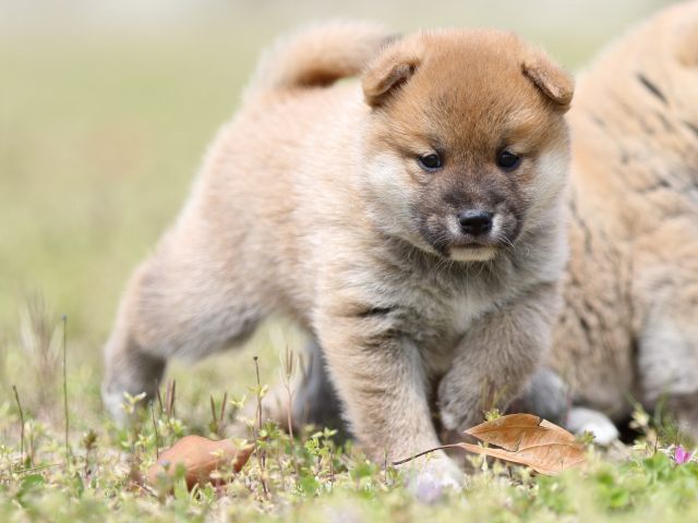 FP5A5638-puppy FP5A5638-puppy