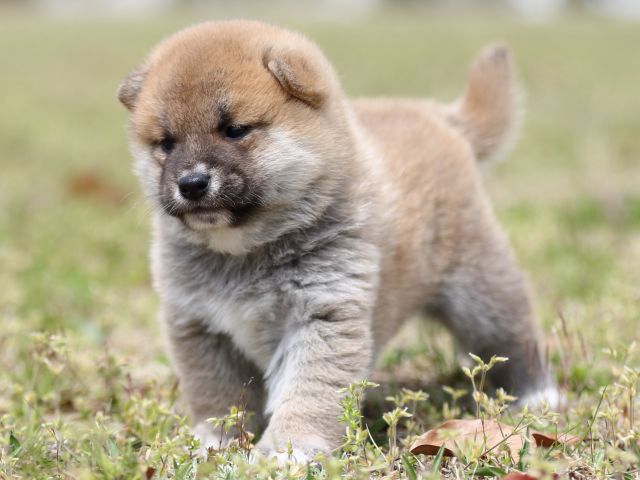 FP5A5690-puppy FP5A5690-puppy