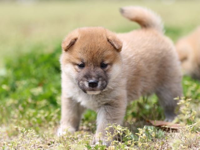 FP5A5693-puppy FP5A5693-puppy